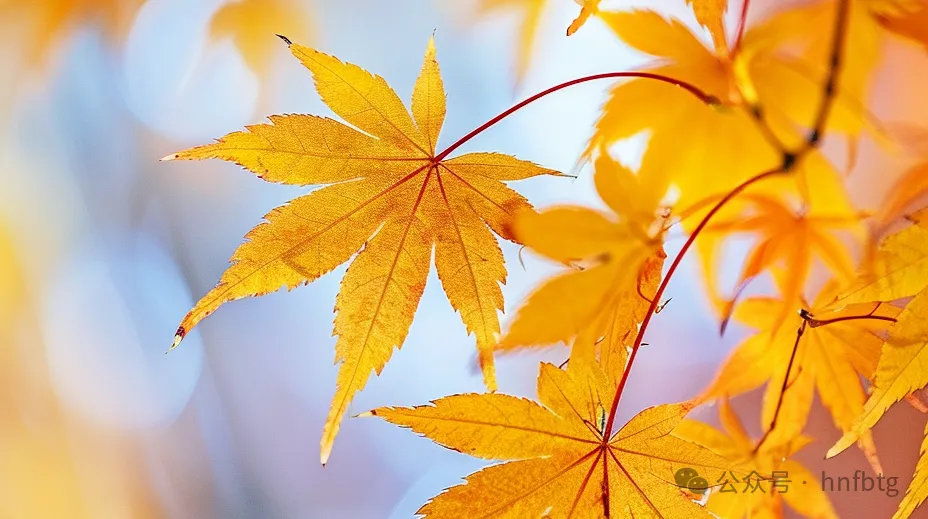 二十四节气｜立秋